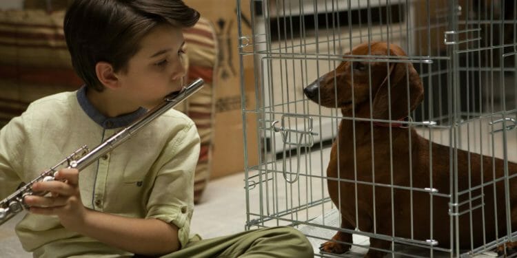 Szenebild Wiener Dog