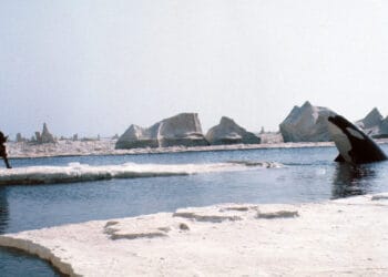 Orca der Killerwal szenebild